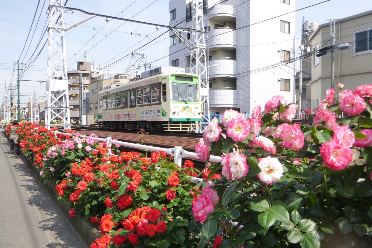 荒川区／都電荒川線沿線の緑化整備事業