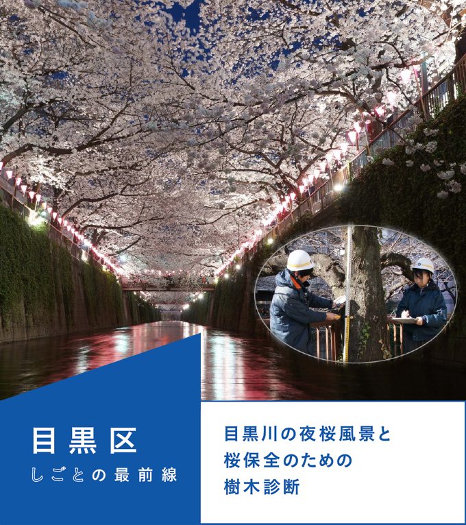 目黒区／目黒川の夜桜風景と桜保全のための樹木診断